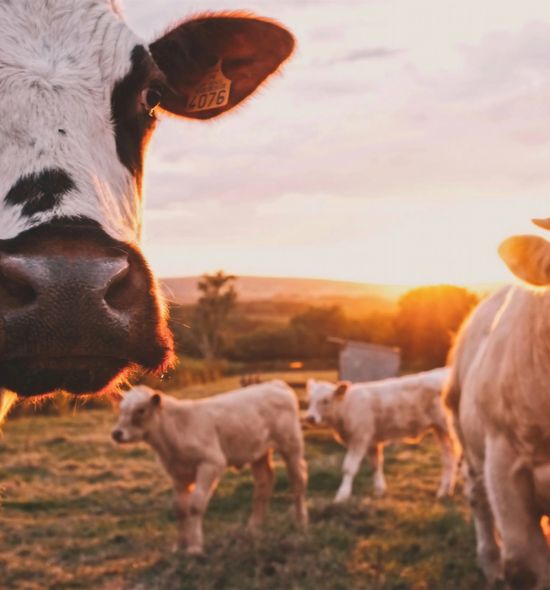 Vaches laitières dans un champ